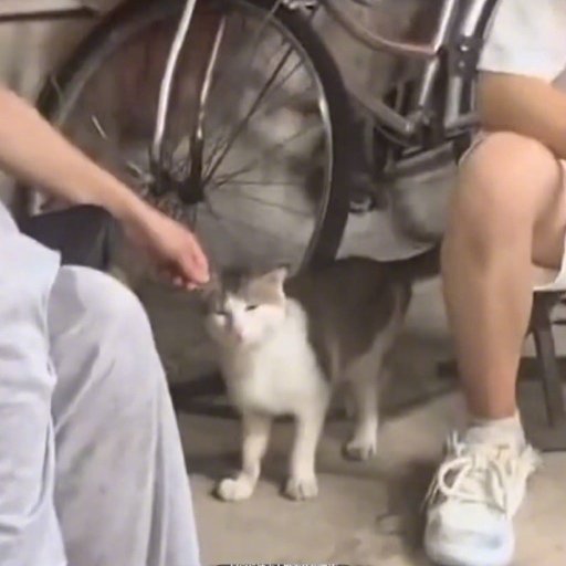 猫咪玩完回家被主人揪着耳朵训话