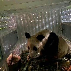 丫丫回国一周年胖出新高度