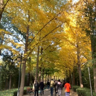 北京市区拍银杏来这儿就对了