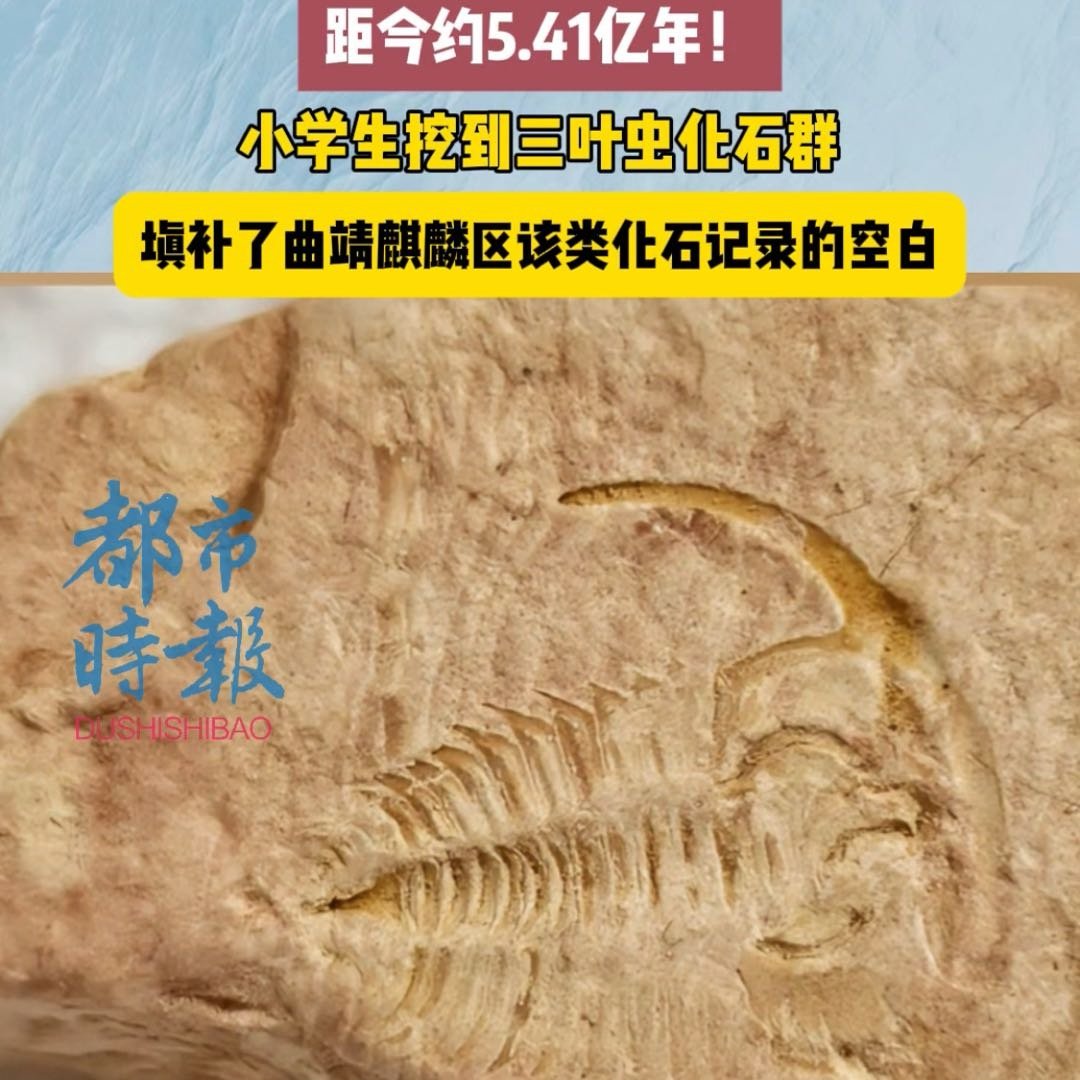 小学生挖到约5.41亿年前化石群