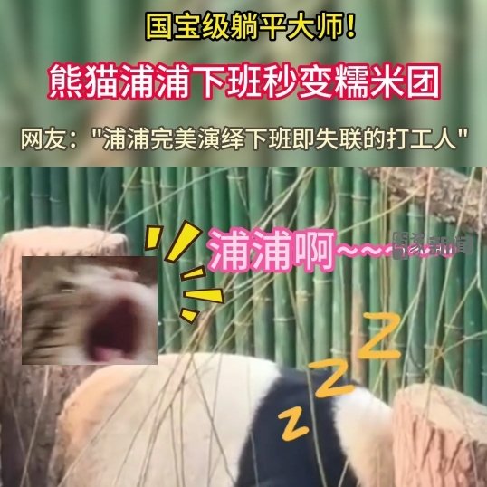 熊猫浦浦下班秒变糯米团