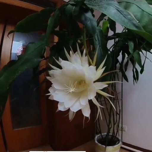 男子坚持两年终于拍到巨型昙花一现