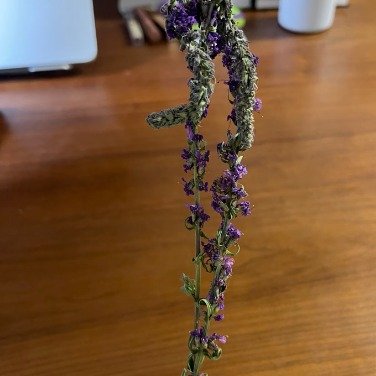 女生回应爸爸寄了路边看到的花