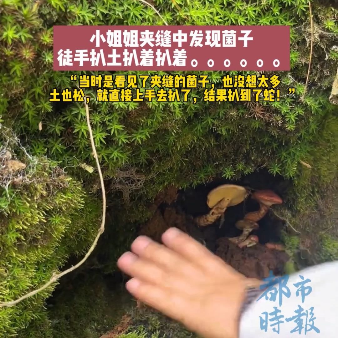 女子夹缝中捡菌子徒手扒出蛇