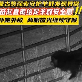 蒙古獒深夜守护羊群安全感爆棚