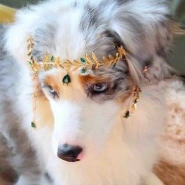 妲己的颜值小猪的嗓子