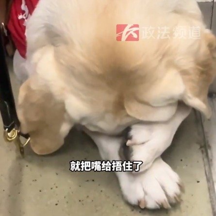 导盲犬坐地铁来人就把嘴捂住