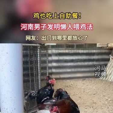 河南男子发明懒人喂鸡法