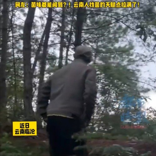 云南爸爸送娃半道闻味找鸡枞