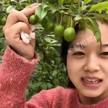 女子网购樱桃树苗种几年长出李子