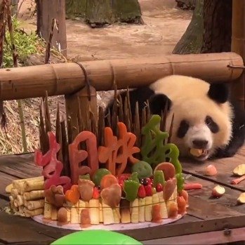 重庆大熊猫生日喜提竹笋水果蛋糕