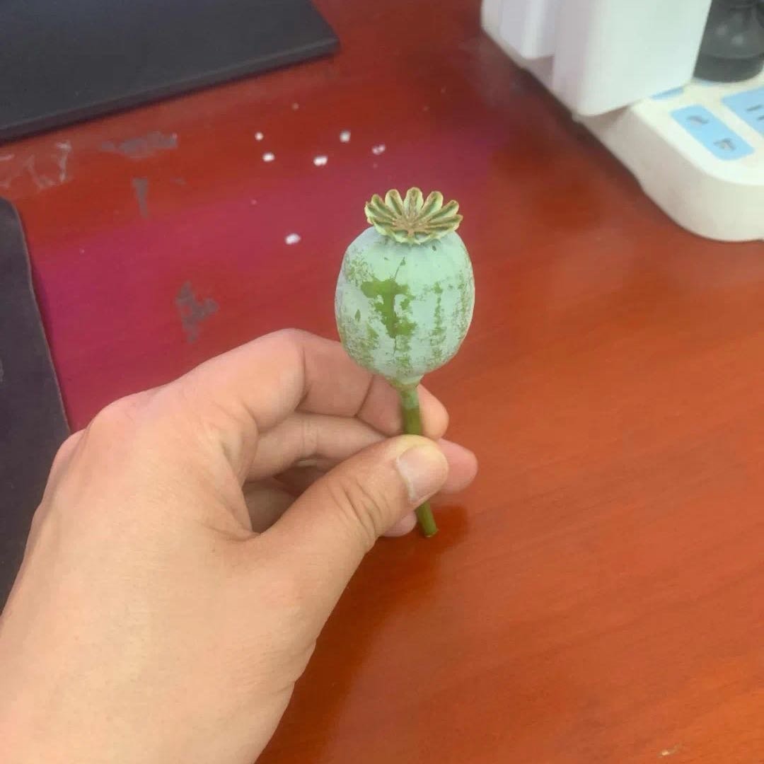 初中生送神秘果被民警点赞