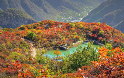 北京坡峰岭红叶漫山秋景如画