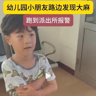 幼儿园男童发现野生大麻果断报警
