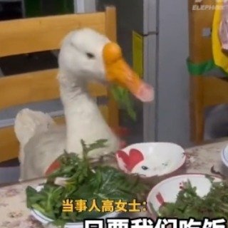 大鹅被安排上桌和家人共餐