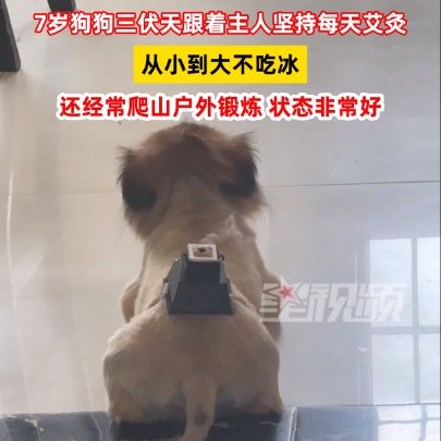 狗狗三伏天每天跟着主人做艾灸