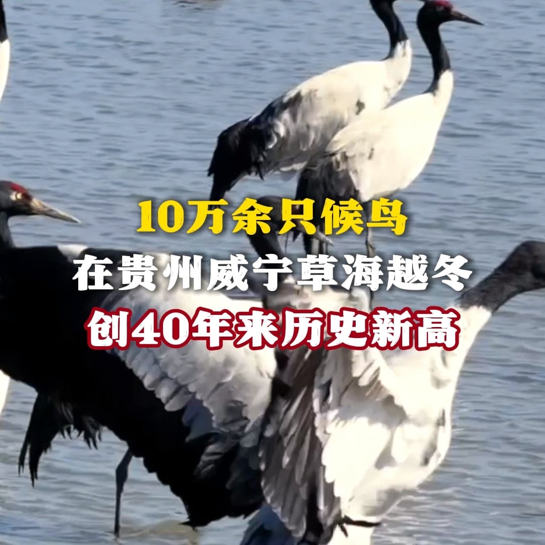 10万余只鸟儿在贵州草海越冬