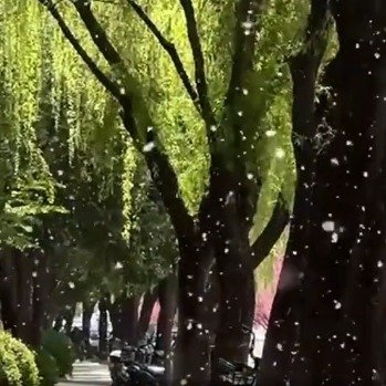 灞柳风雪的花语大概是过敏