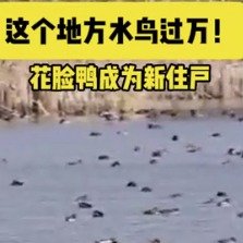 珍稀花脸鸭首次现身嘉善长白荡