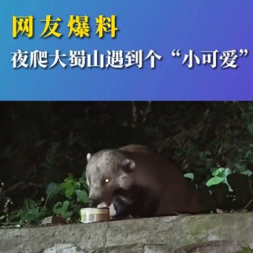 夜爬大蜀山偶遇神秘动物