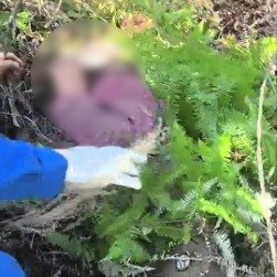 七旬老人走失29小时后被找回