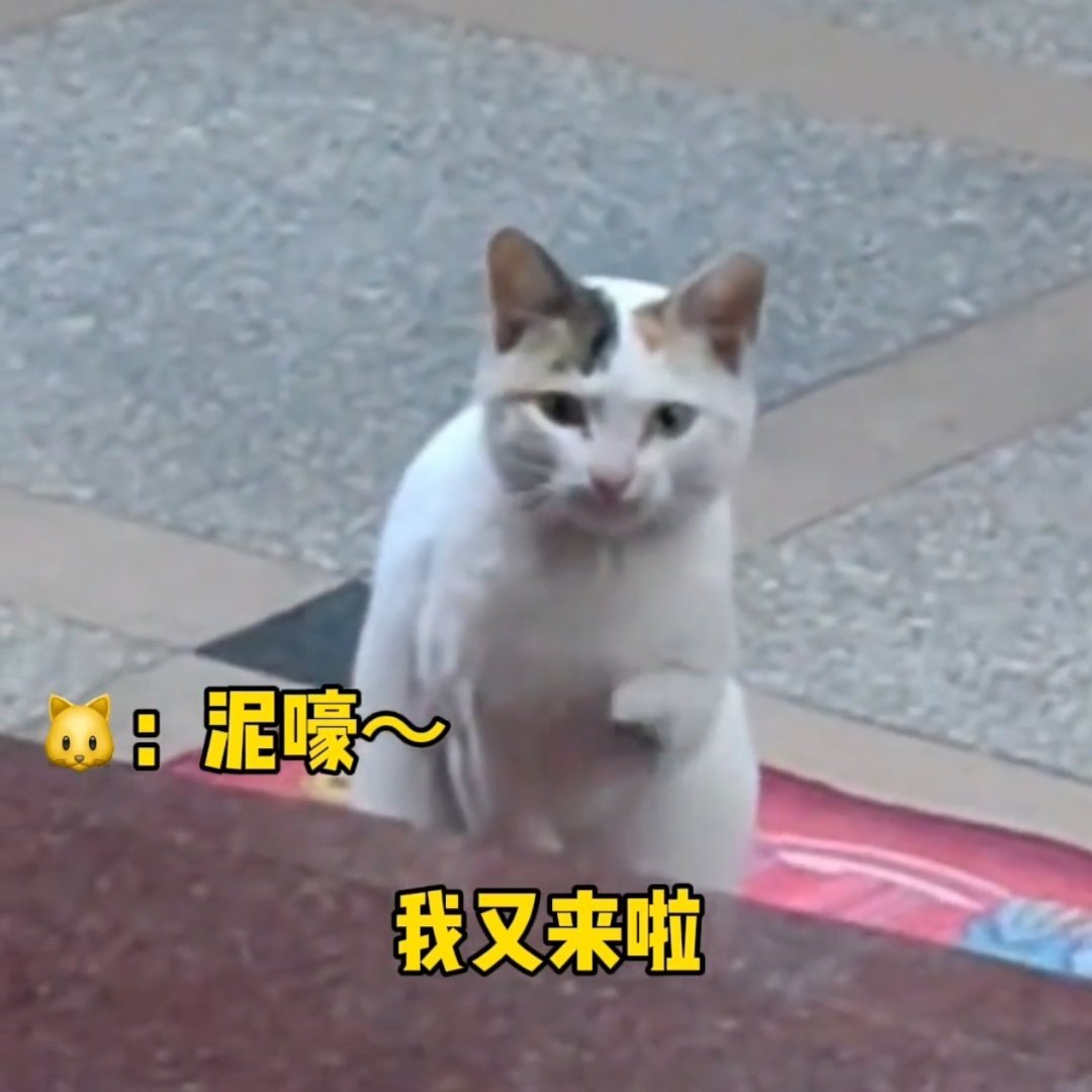 女生记录下流浪猫的治愈瞬间