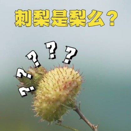 山村首位大学生卖刺梨年销18万亩