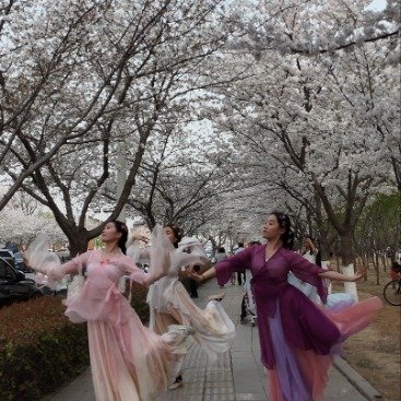 谁能拒绝济宁的绝美樱花