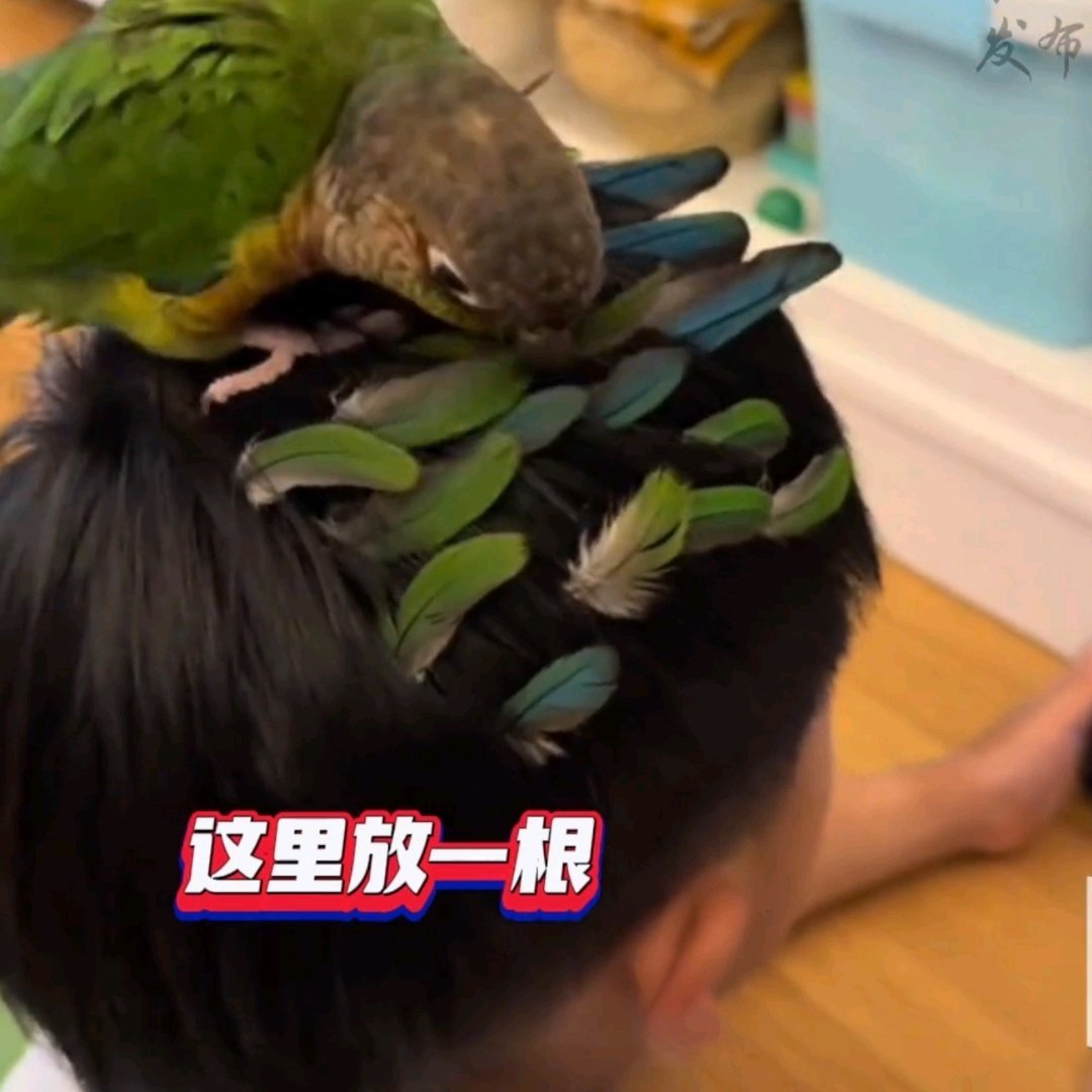 这鹦鹉是懂宠小主人的