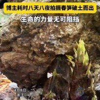 博主耗时8天8夜拍摄春笋破土而出