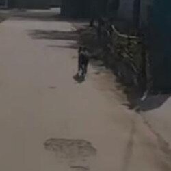 主人外借电动车狗子全程跟随直到归还