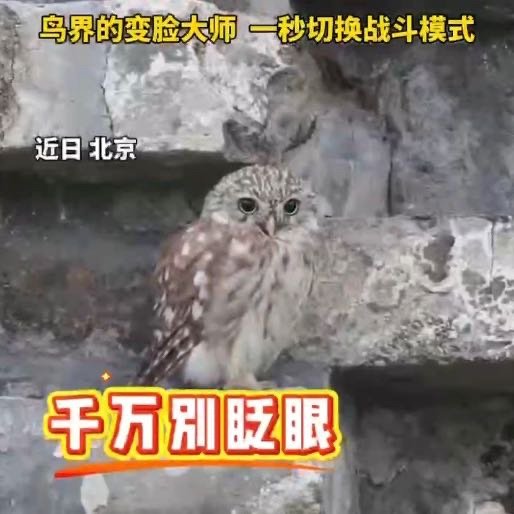 北京鸟界的变脸大师