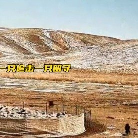 狼群伺机围攻羊圈两只蒙古獒勇敢守护