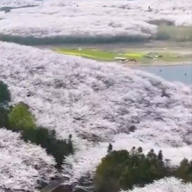 贵阳万亩樱花齐绽放共绘绝美春景