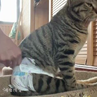 被捡猫咪瘫痪主人不离不弃换尿不湿