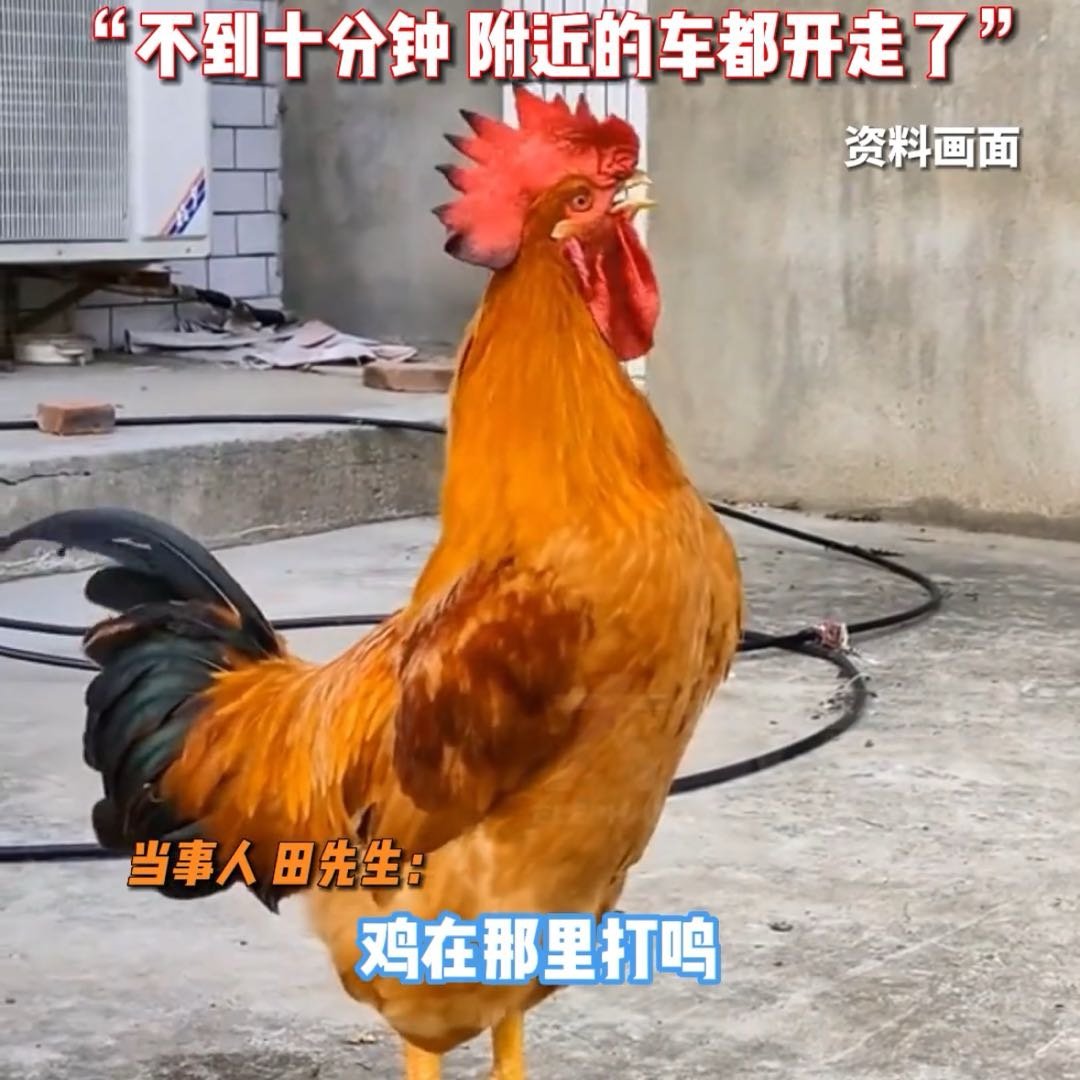 男子服务区休息货车里的鸡集体打鸣