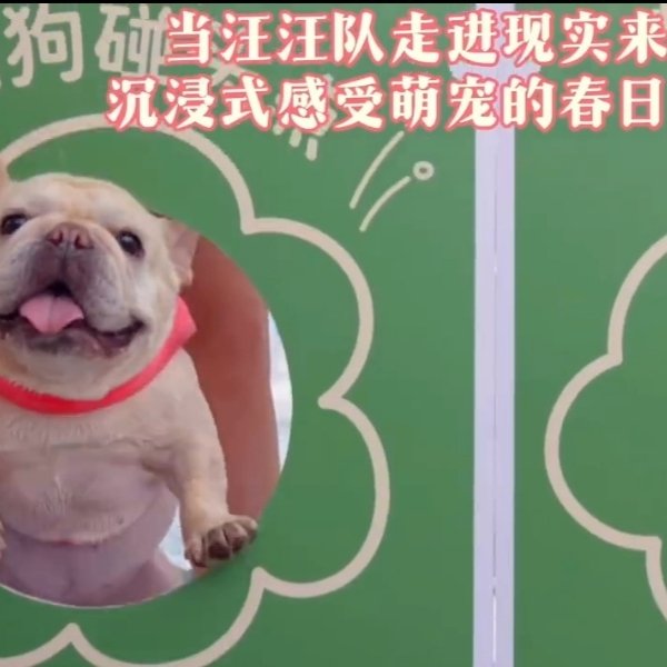 当汪汪队走进现实来开会