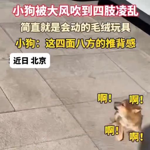 北京小狗被大风吹到四肢凌乱