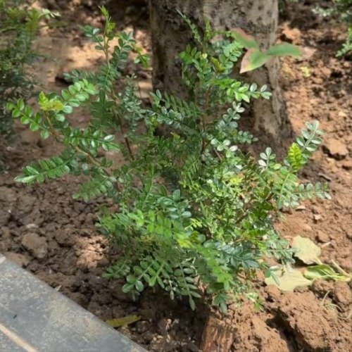 广东一地投放5000盆防蚊花木