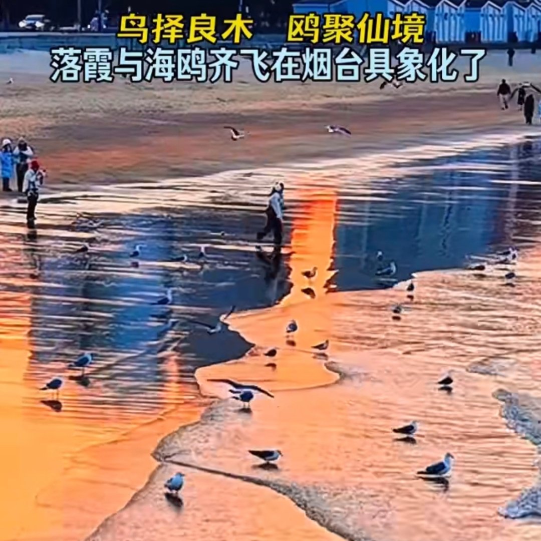 落霞与海鸥齐飞在山东具象化了