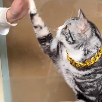 火爆全网的击掌猫原来是洛阳籍