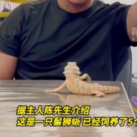 主人教会自家蜥蜴挥手