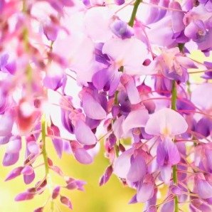 合肥紫藤花开赴春约