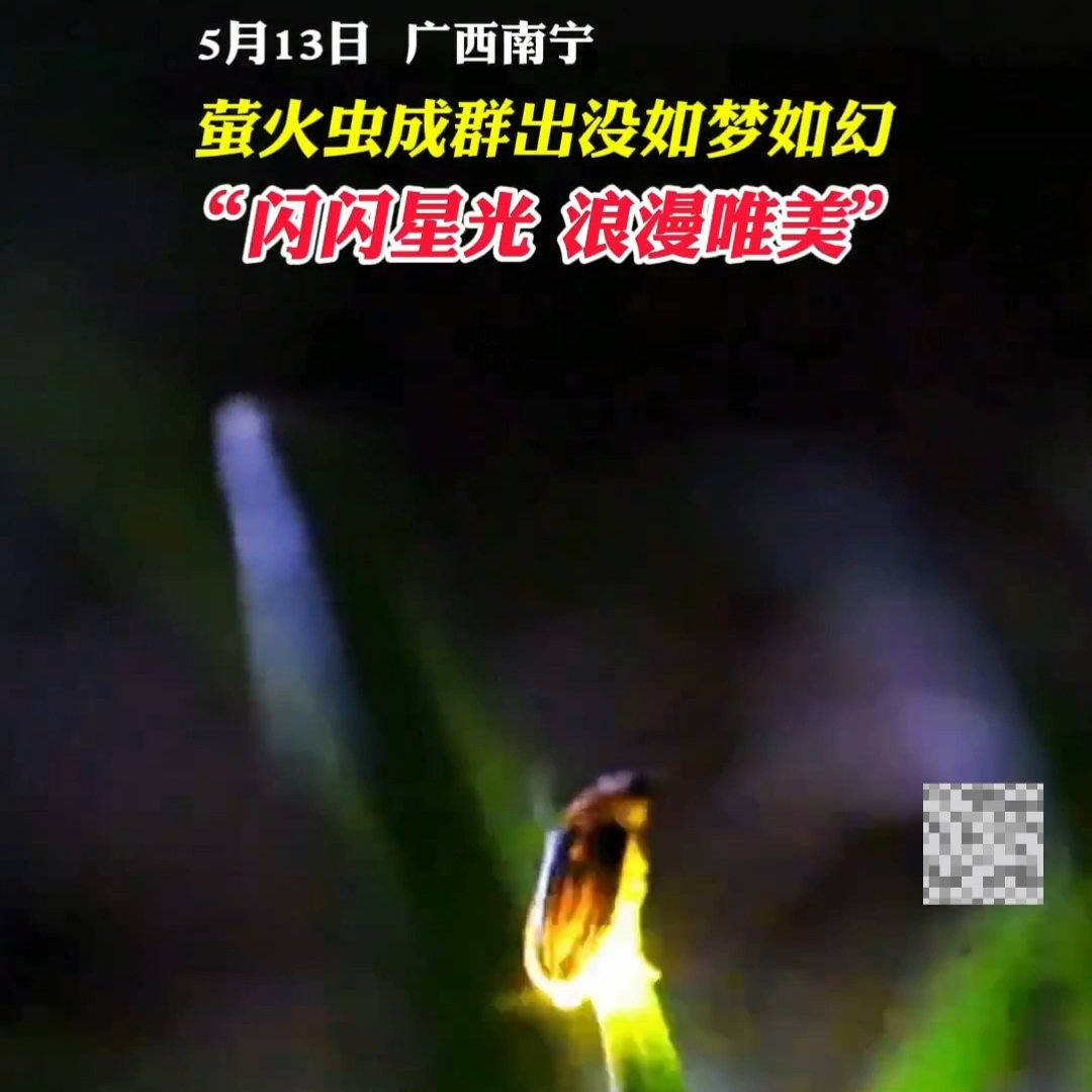 夜幕下萤火虫成群出没如梦如幻