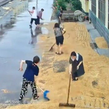 突降大雨邻居全赶来帮忙收麦子