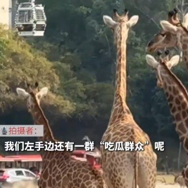 广州一动物园角马连撞小火车和汽车