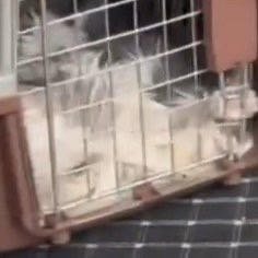 哈啰送货回应车主换车