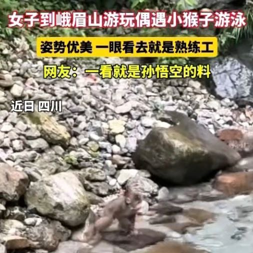四川峨眉山小猴子游泳