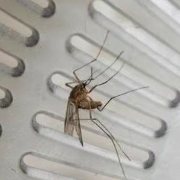 这首歌能灭蚊