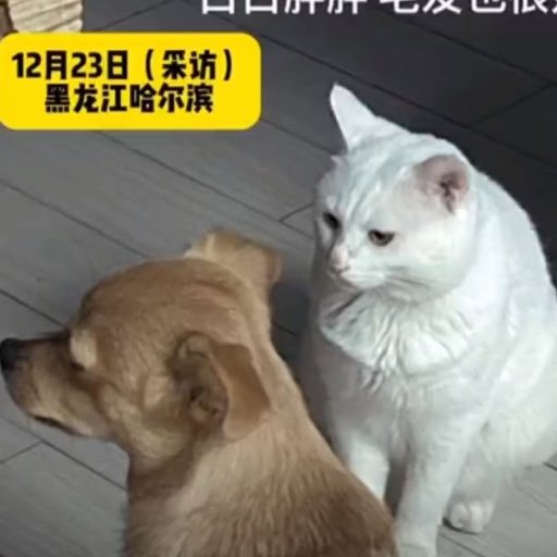 女生收养新猫后原住猫患上抑郁症